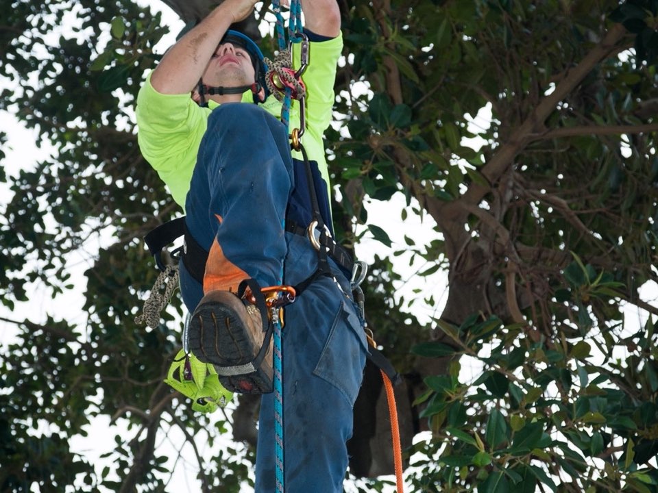 Qualified arborist working in a mature tree during a risk assessment in Gwynedd