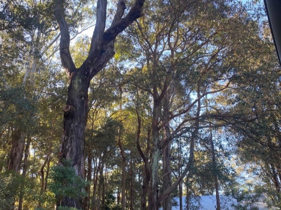 Mature trees in Gwynedd parkland with a property visible in the background